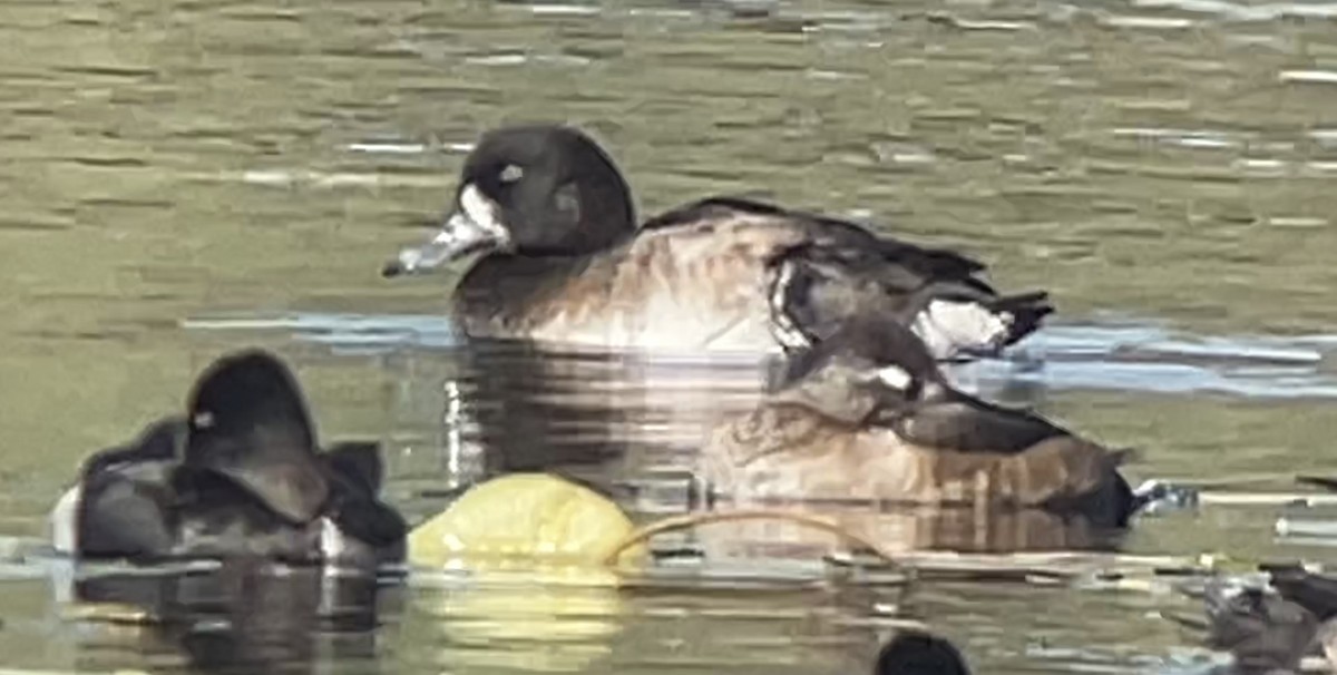 Greater Scaup - ML496393561