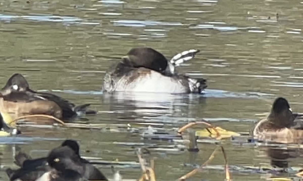 Greater Scaup - ML496393571