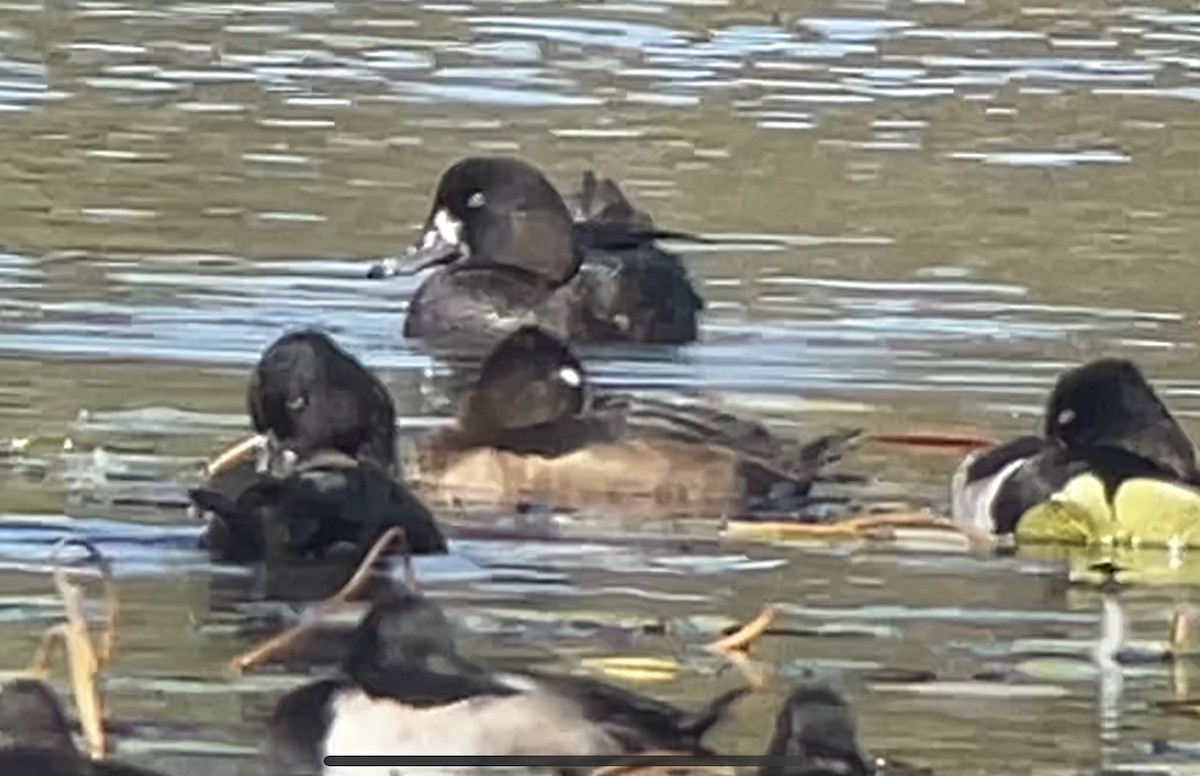 Greater Scaup - ML496393581