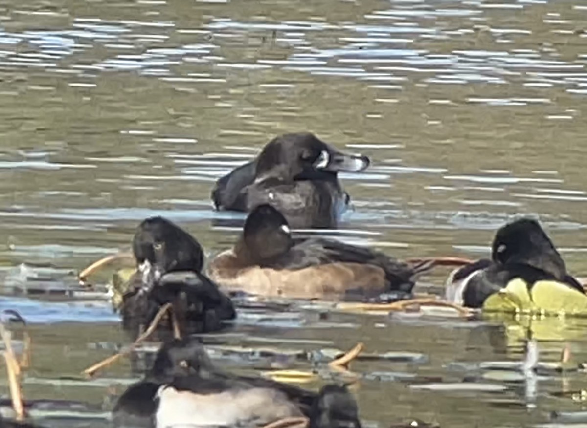 Greater Scaup - ML496393591