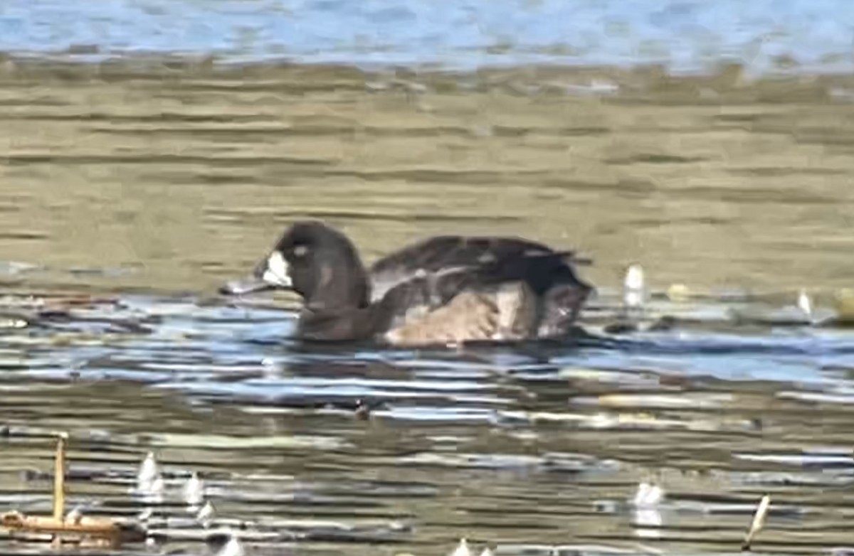 Greater Scaup - ML496393601