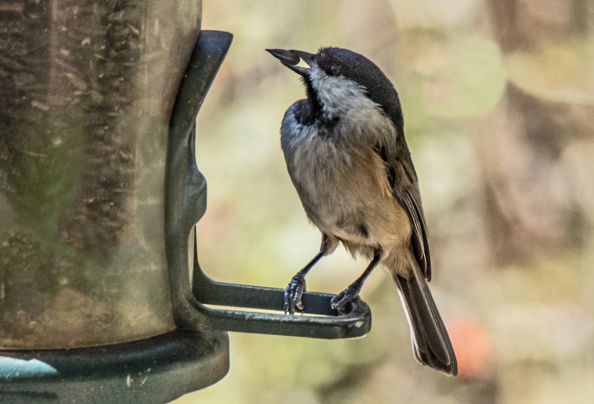 eBird Checklist 19 Oct 2022 Lady Bird Johnson Municipal Park