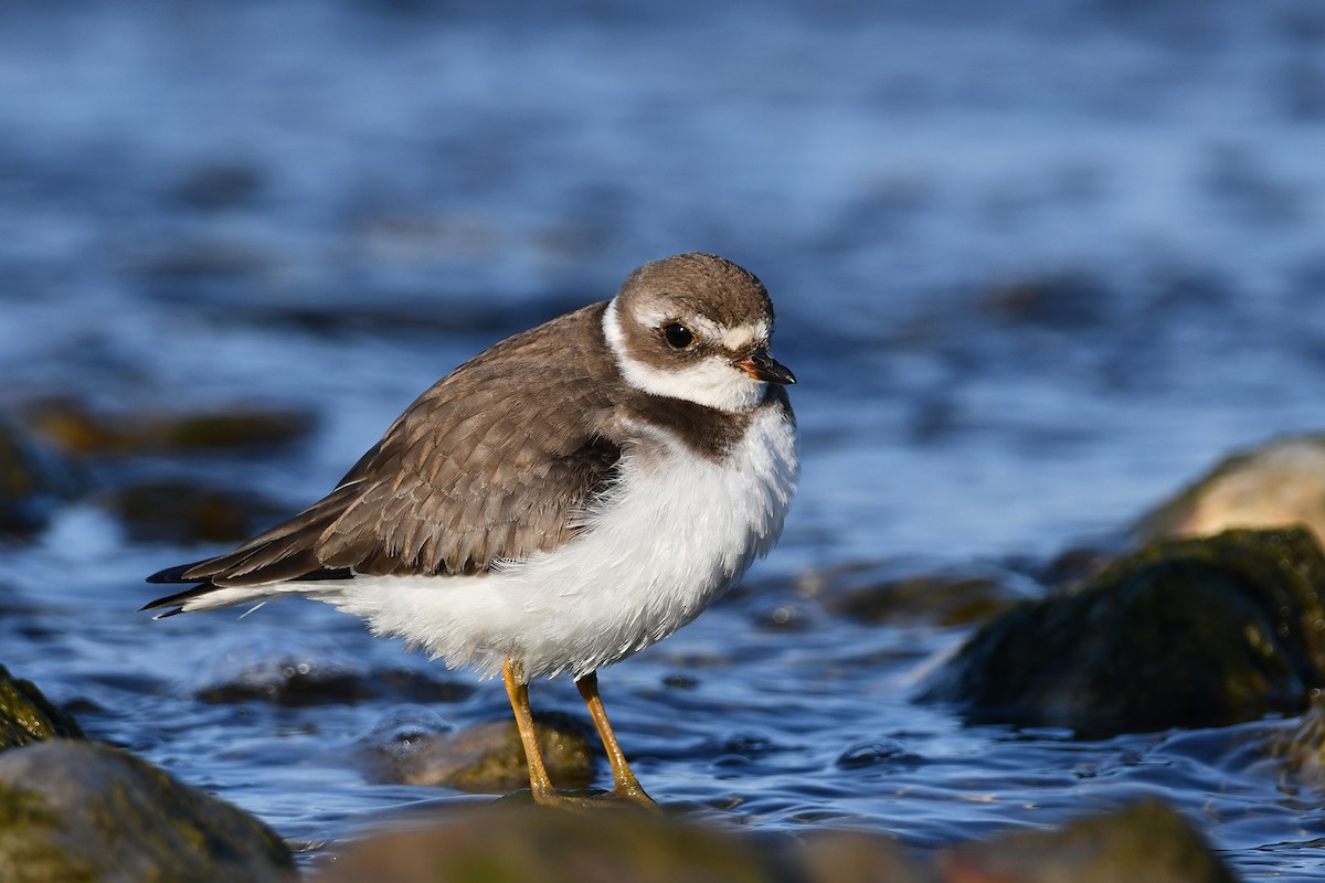Semipalmated Plover - ML496400601