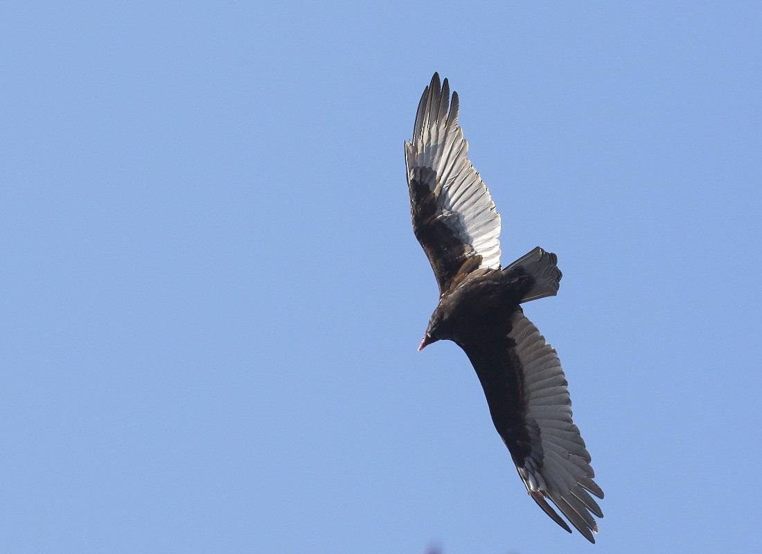 Turkey Vulture - Allen Woodliffe