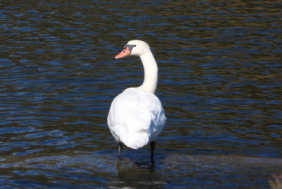 Mute Swan - ML496406051