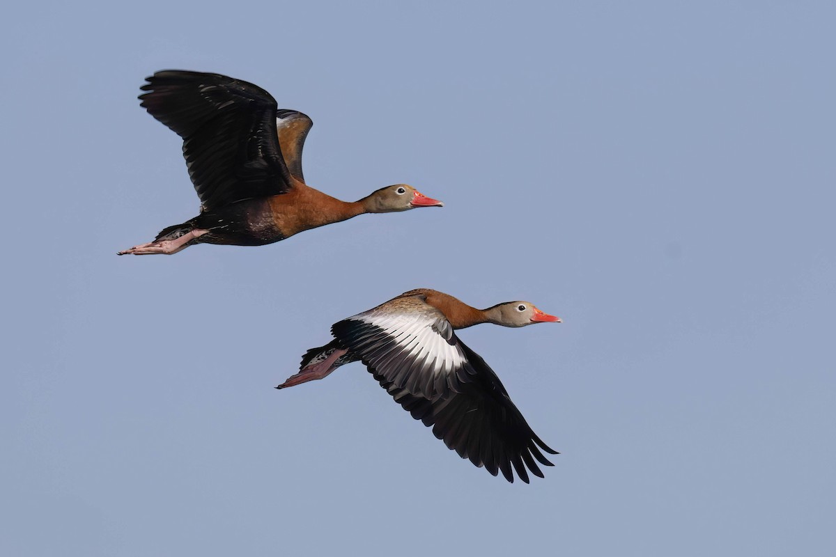 ml496406421-black-bellied-whistling-duck-macaulay-library