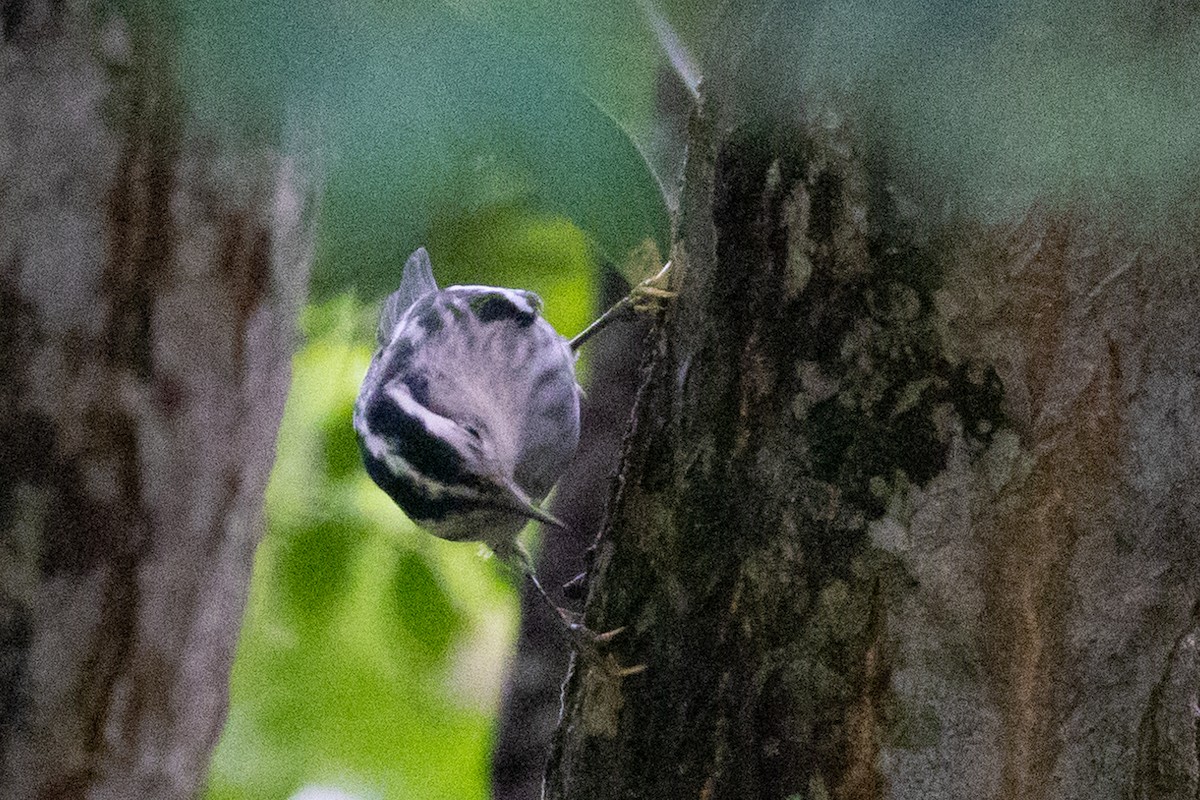 Black-and-white Warbler - ML496413491