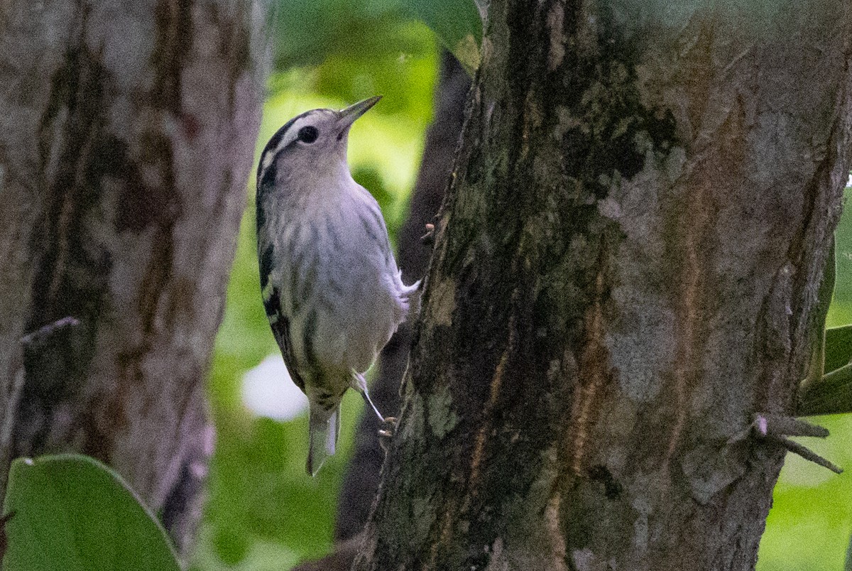 Black-and-white Warbler - ML496413501