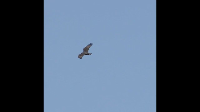 Zone-tailed Hawk - ML496413871