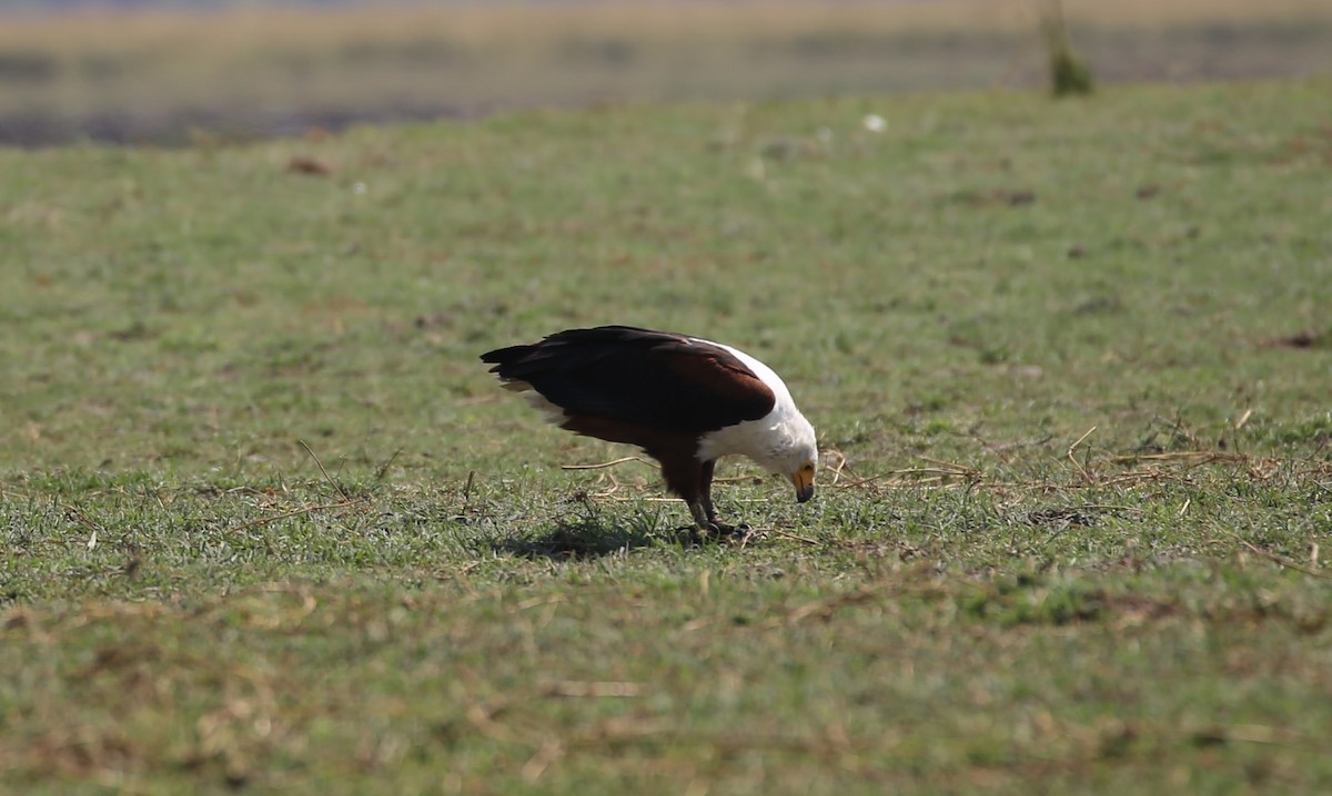 African Fish-Eagle - ML496427651