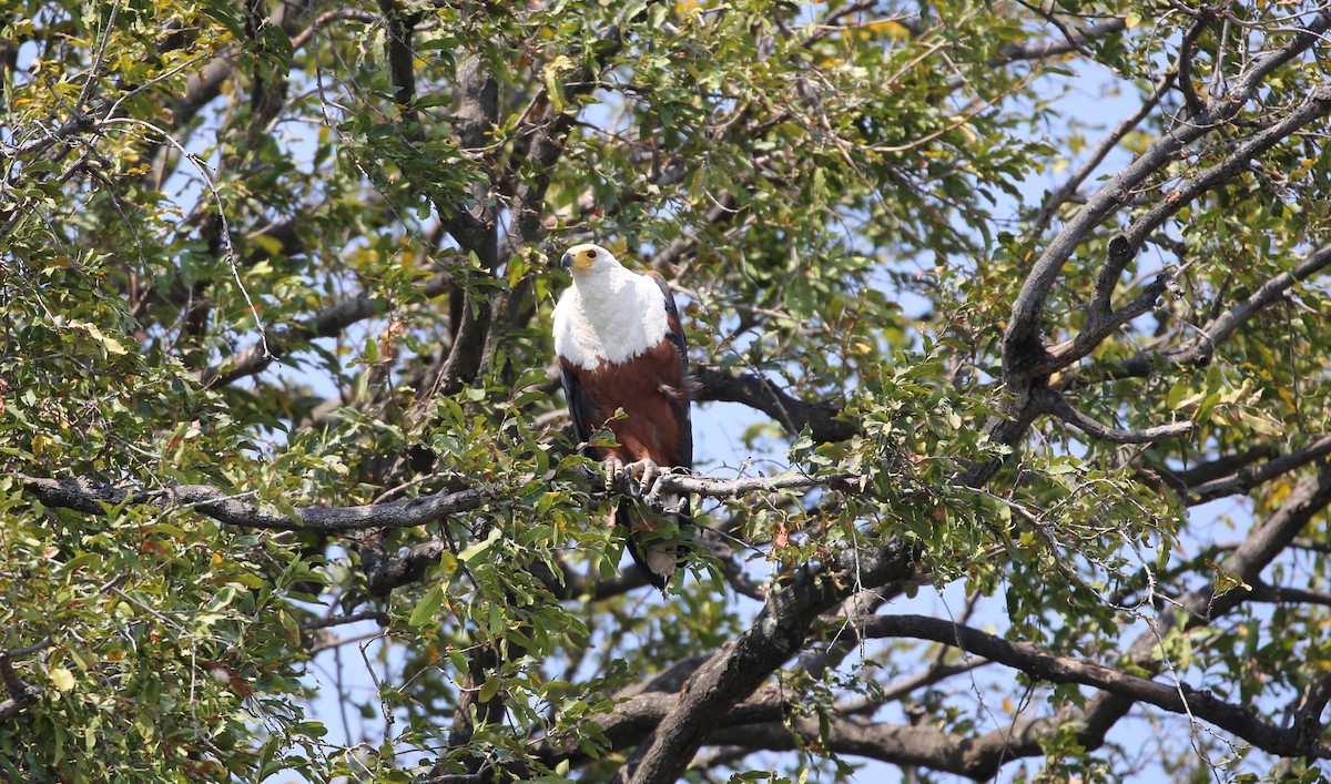 African Fish-Eagle - ML496427661