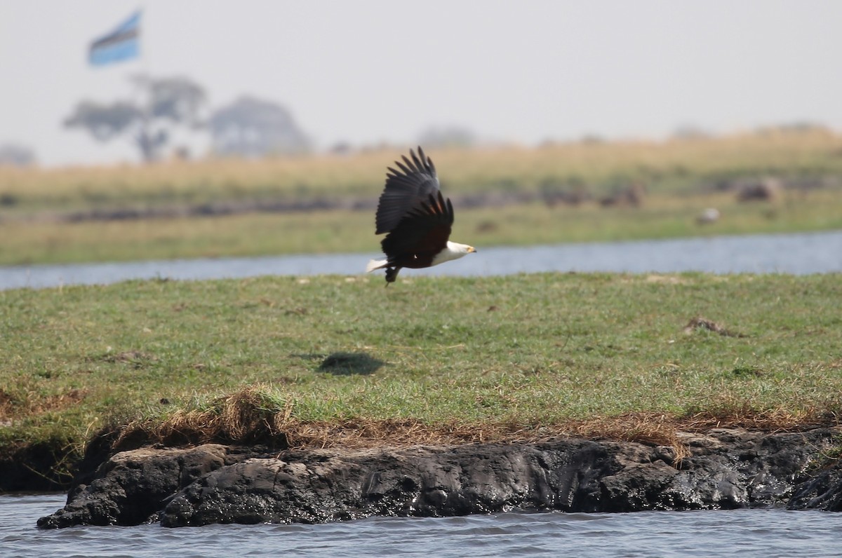 African Fish-Eagle - ML496427671