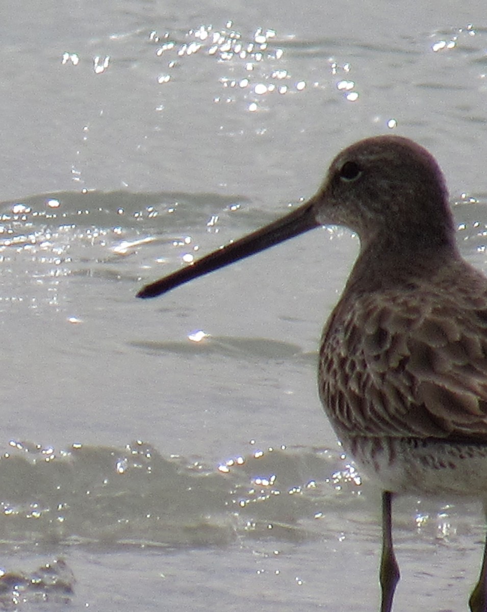 Long-billed Dowitcher - ML49642861