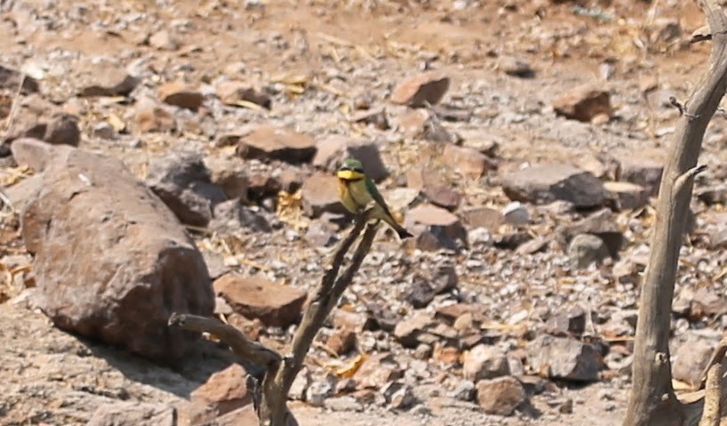 Little Bee-eater - ML496428791