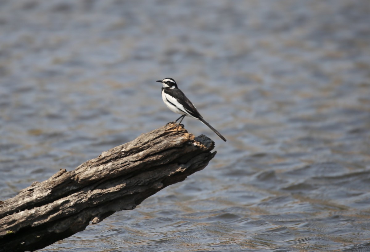 African Pied Wagtail - ML496429231