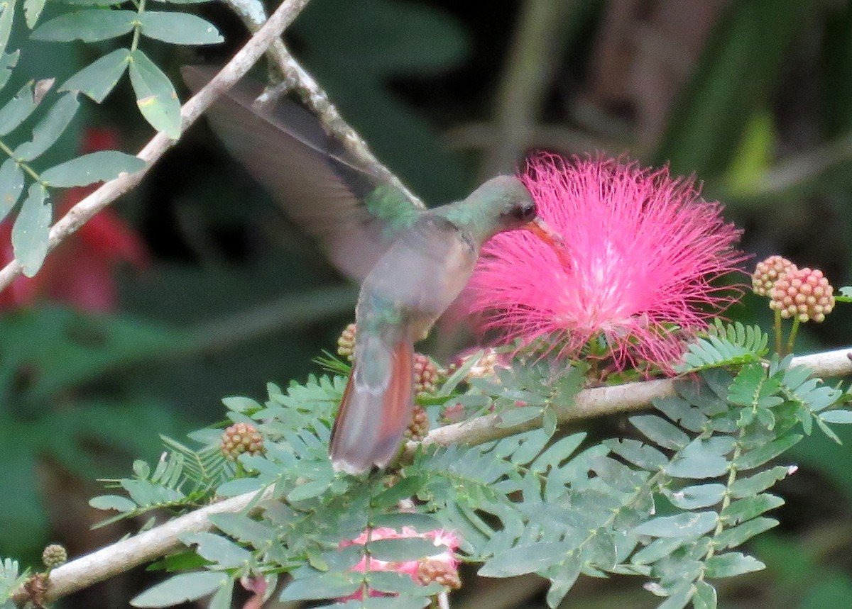 Краснохвостый колибри-отшельник - ML49642991