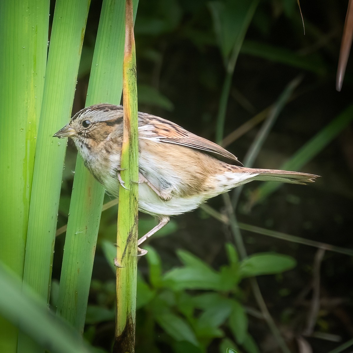 Swamp Sparrow - Cris Heins