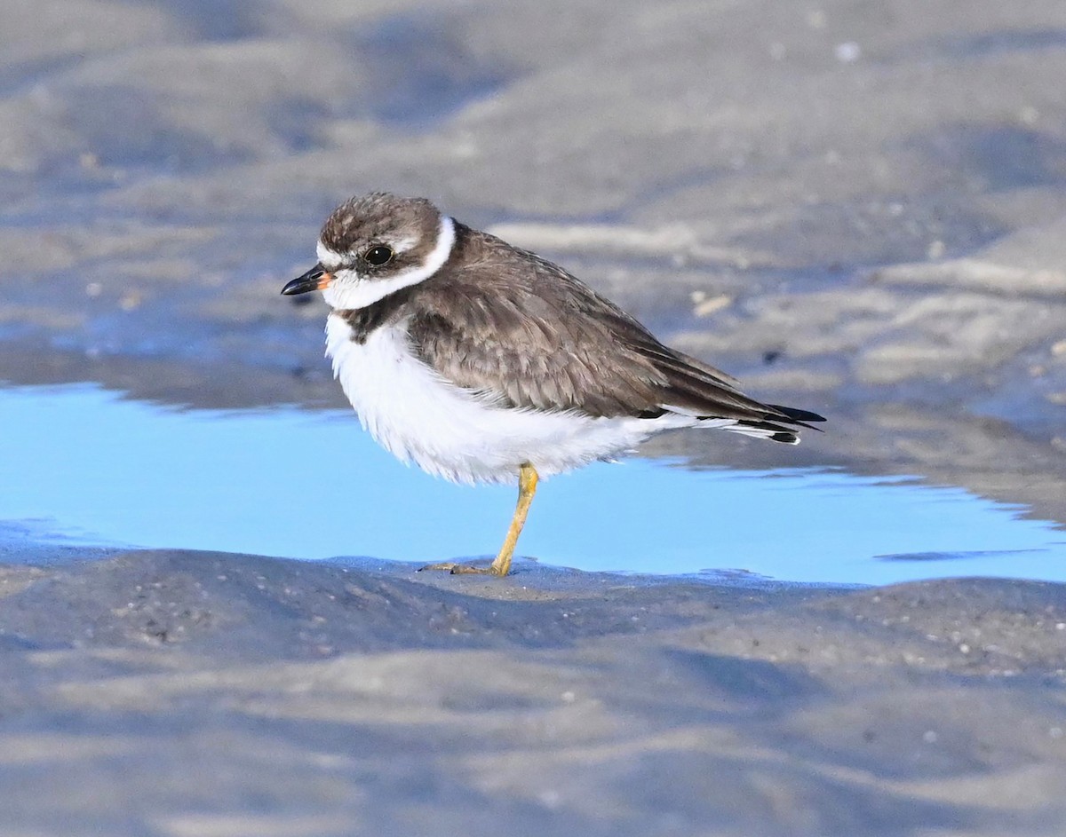 Semipalmated Plover - ML496438451