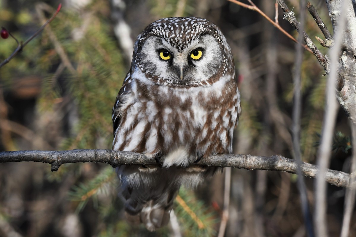 Boreal Owl - Timothy Piranian