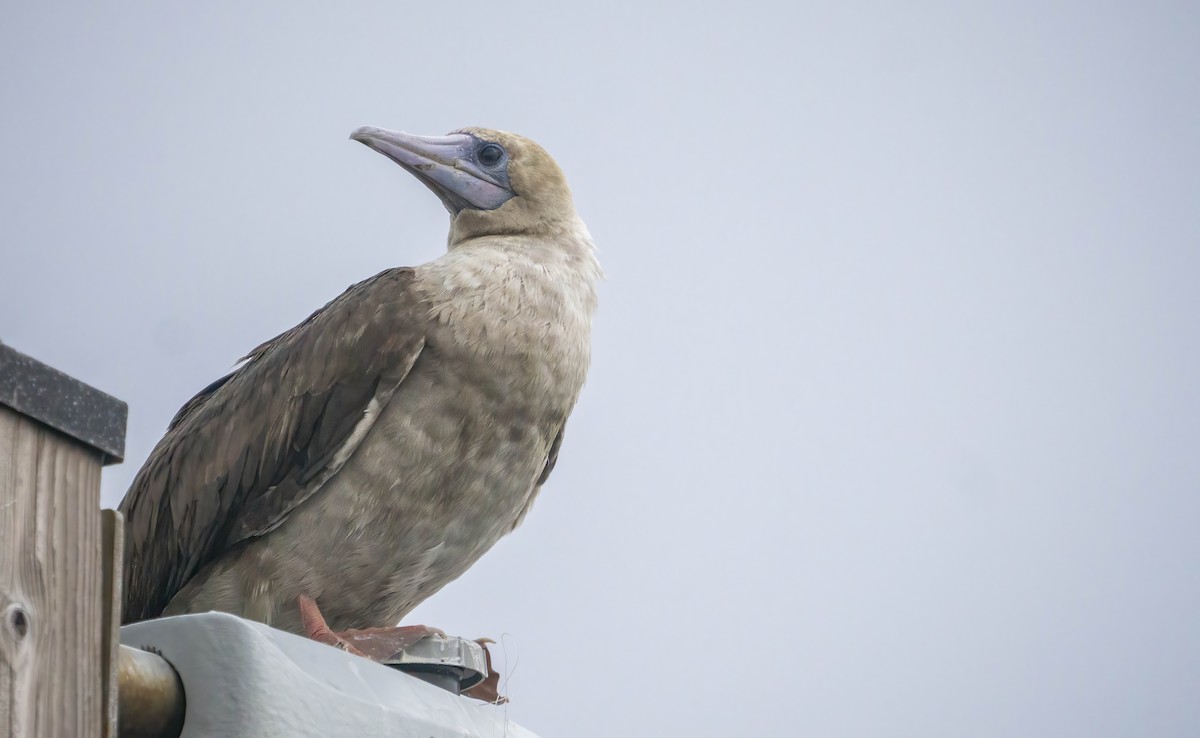 Red-footed Booby - ML496439241