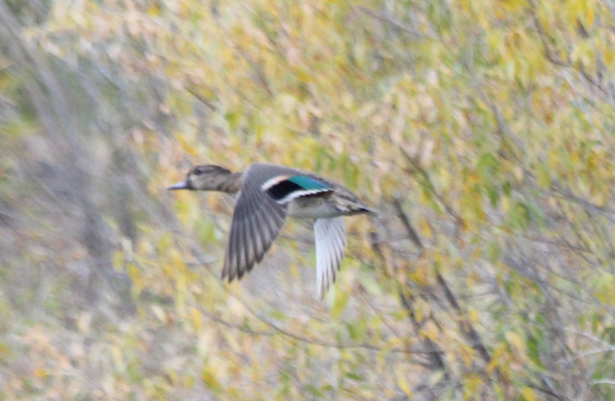 Green-winged Teal - ML496440661