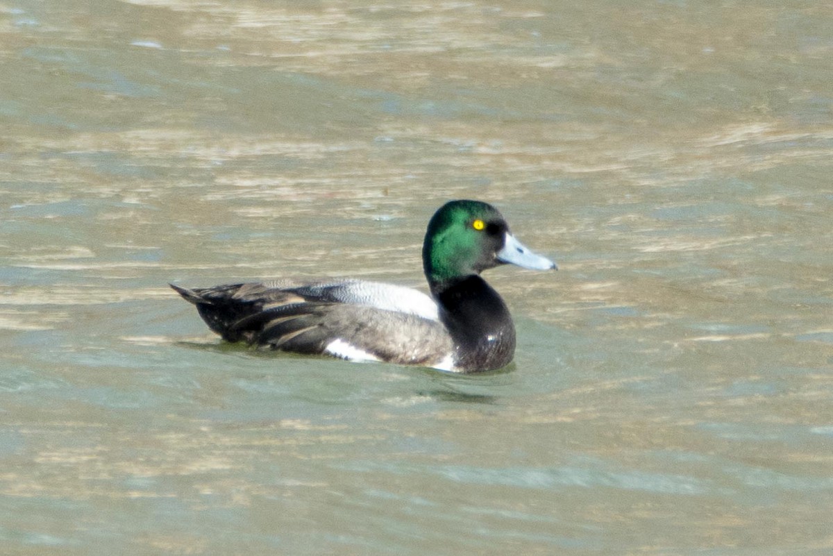 Greater Scaup - ML49644171
