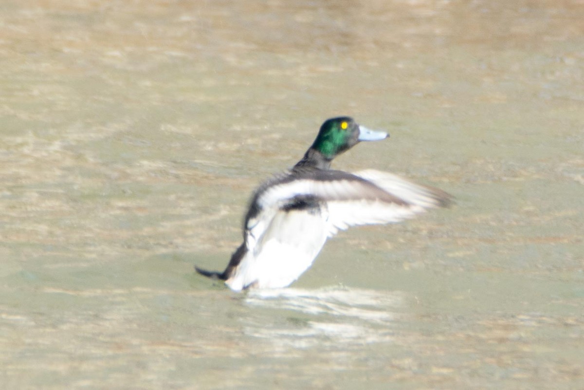 Greater Scaup - ML49644181