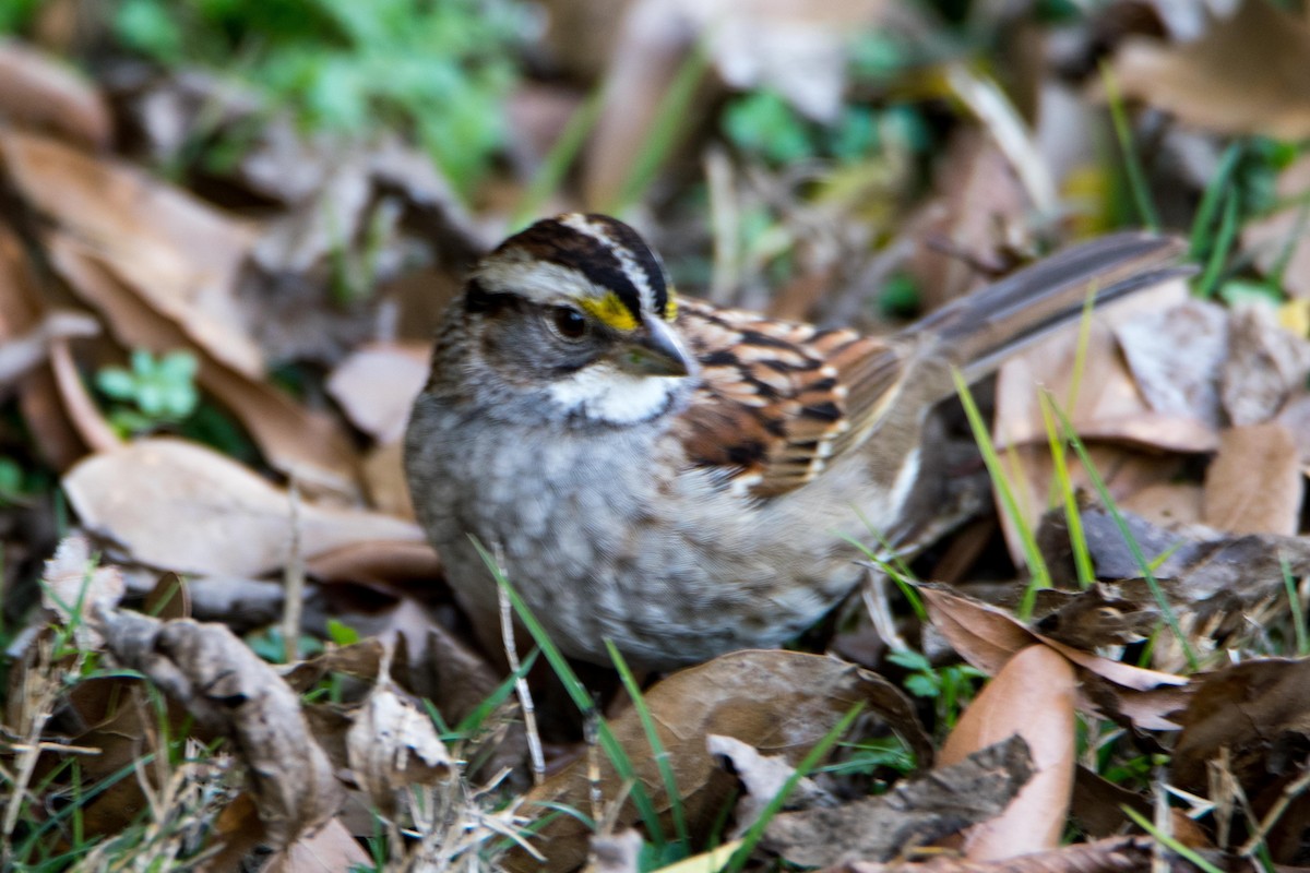 White-throated Sparrow - ML49644731