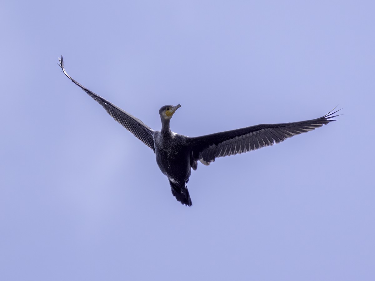 Great Cormorant - David and Kathy Cook