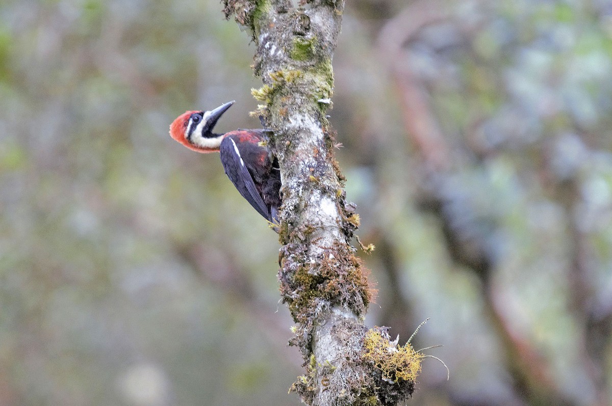 Crimson-bellied Woodpecker (Crimson-bellied) - ML496456501