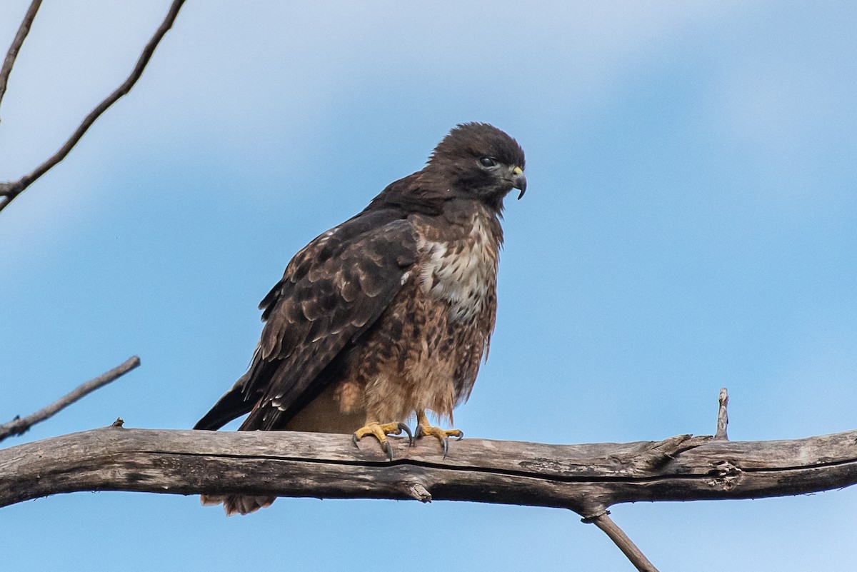 ML496462981 - Red-tailed Hawk - Macaulay Library