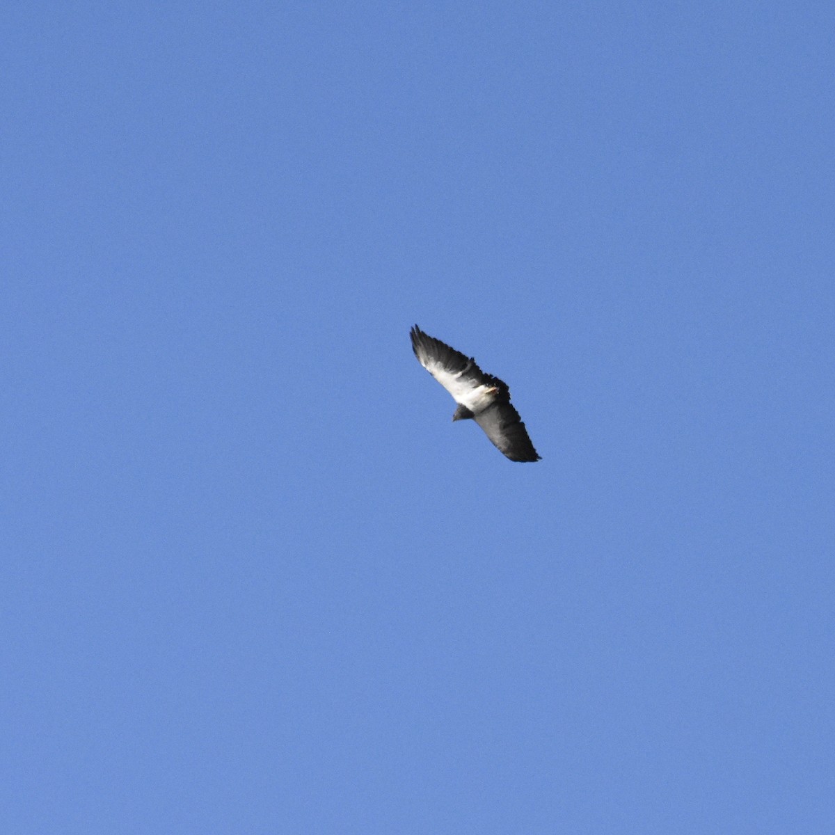 Black-chested Buzzard-Eagle - ML496467631