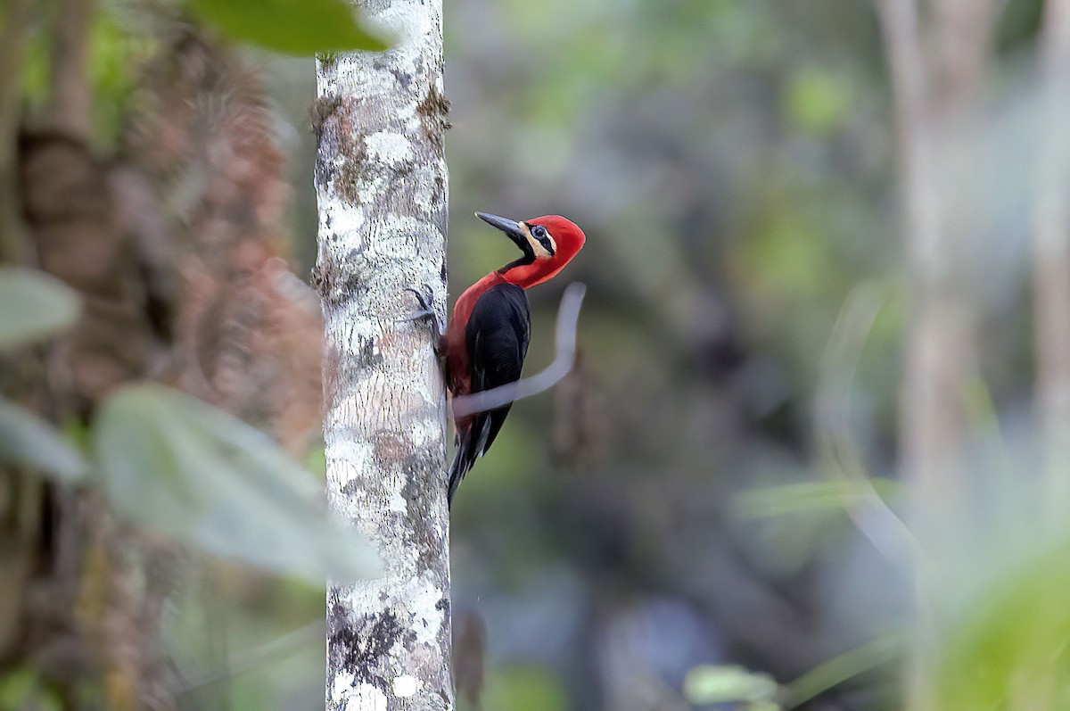 Crimson-bellied Woodpecker (Crimson-bellied) - ML496468841