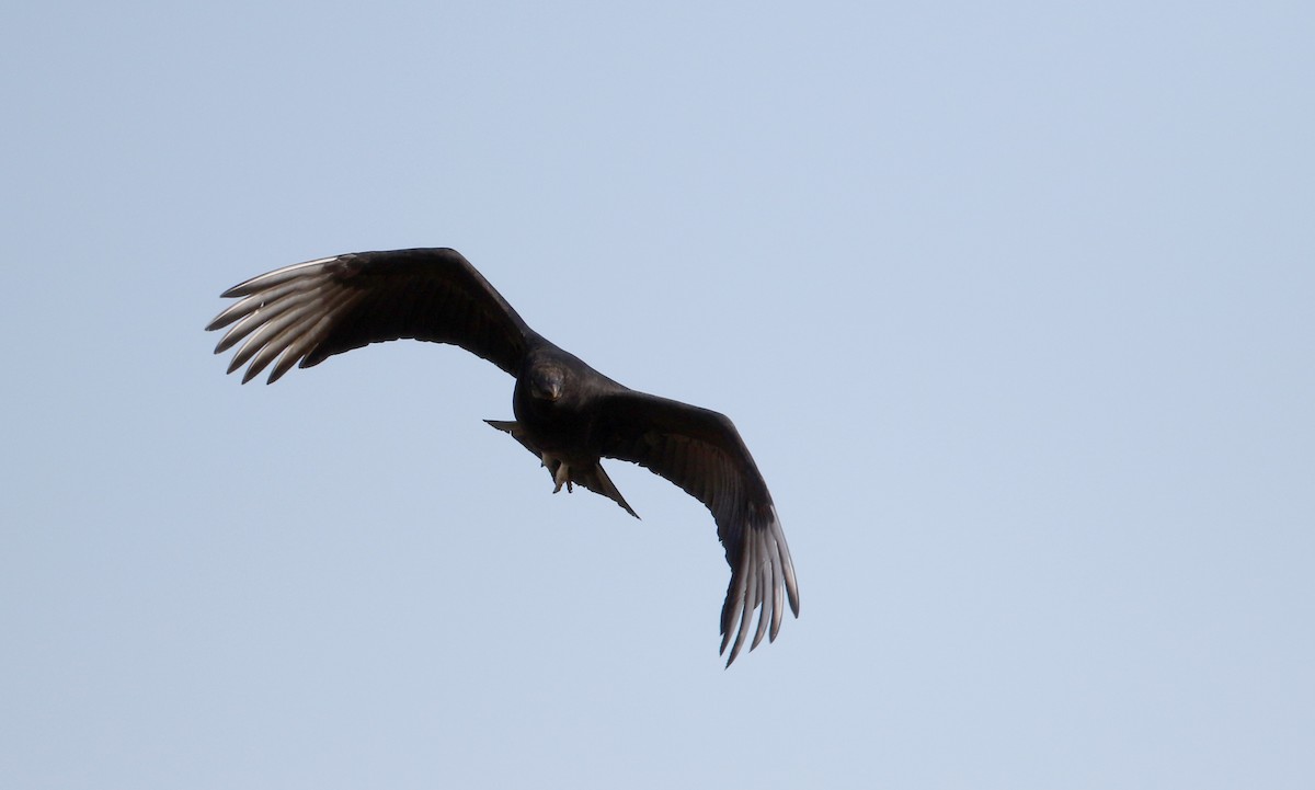Black Vulture - ML49647311