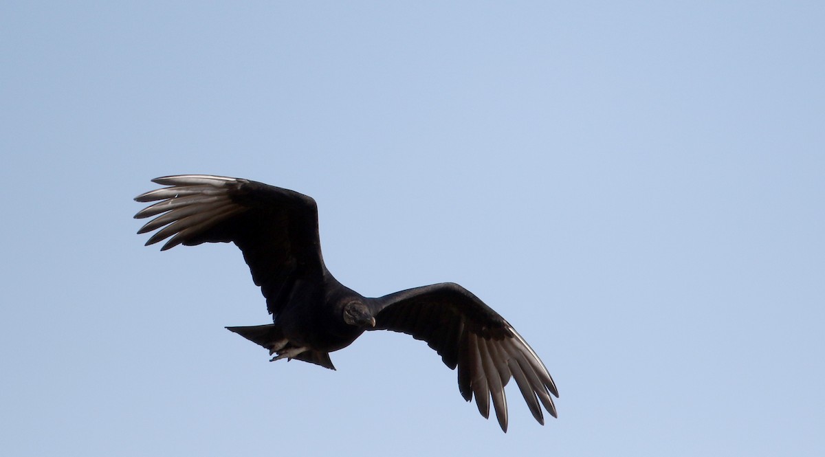 Black Vulture - ML49647341