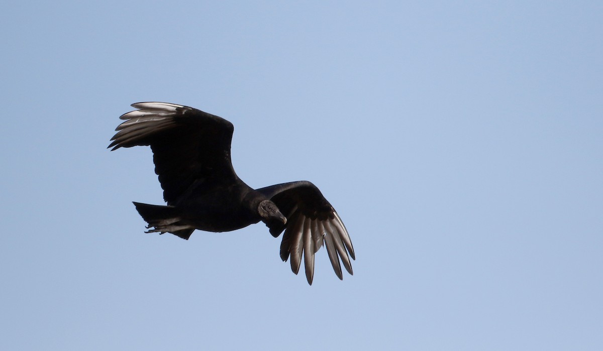 Black Vulture - ML49647371
