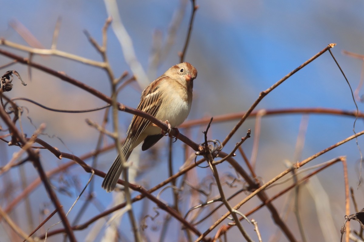 Field Sparrow - ML496473891