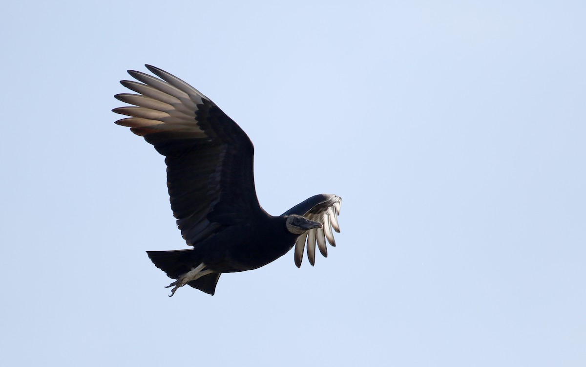 Black Vulture - ML49647401