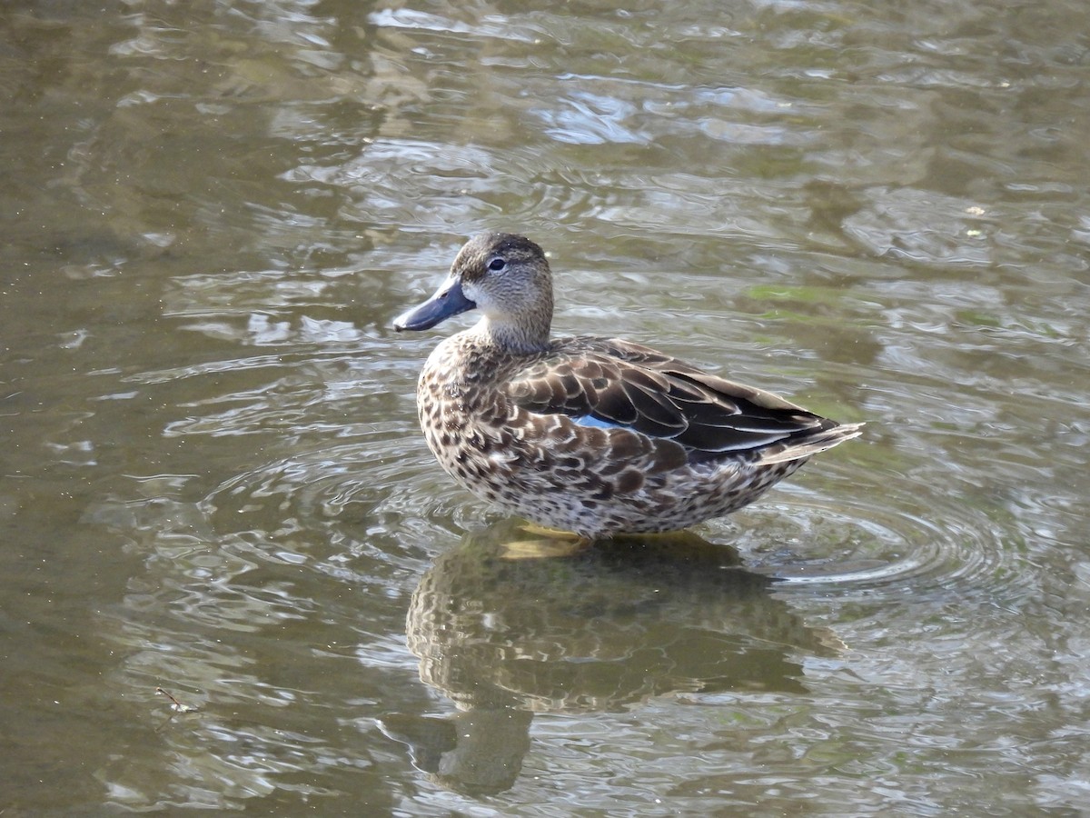 Blue-winged Teal - ML496484471
