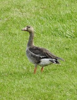 Greater White-fronted Goose, ML496485041