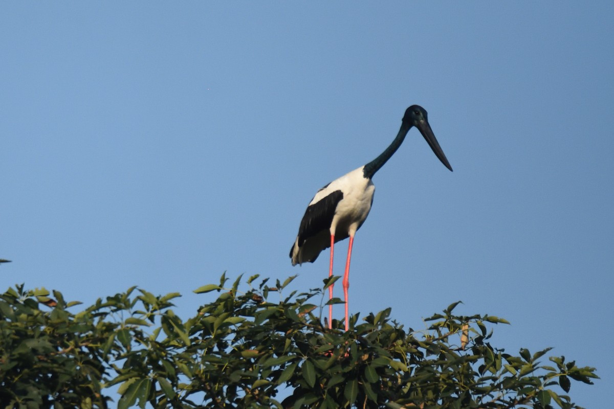 Black-necked Stork - ML496485071