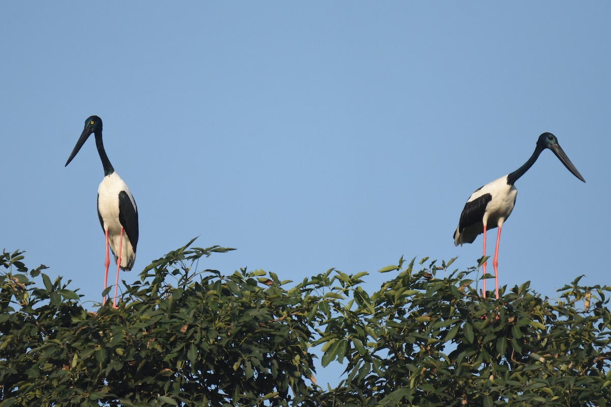 Black-necked Stork - ML496485091