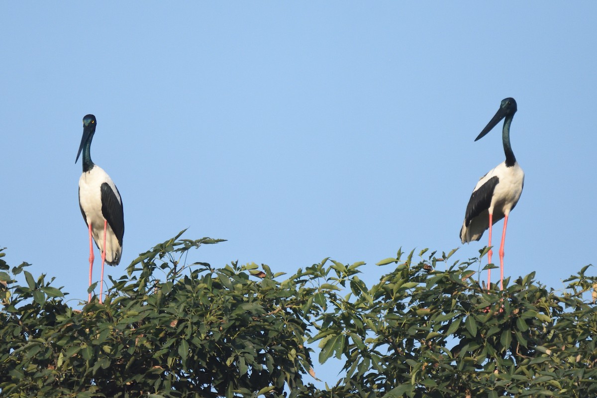 Black-necked Stork - ML496485101