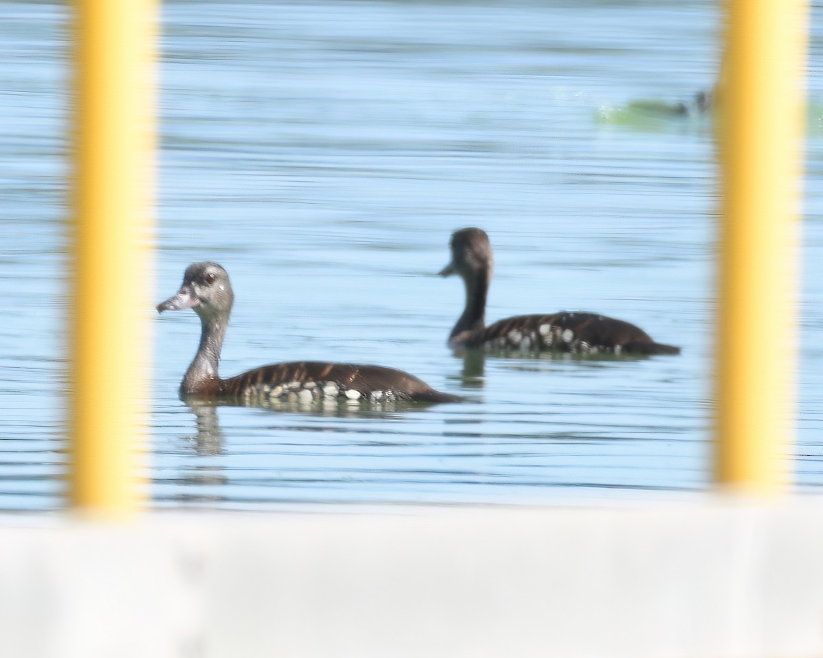 Spotted Whistling-Duck - Frank Lin