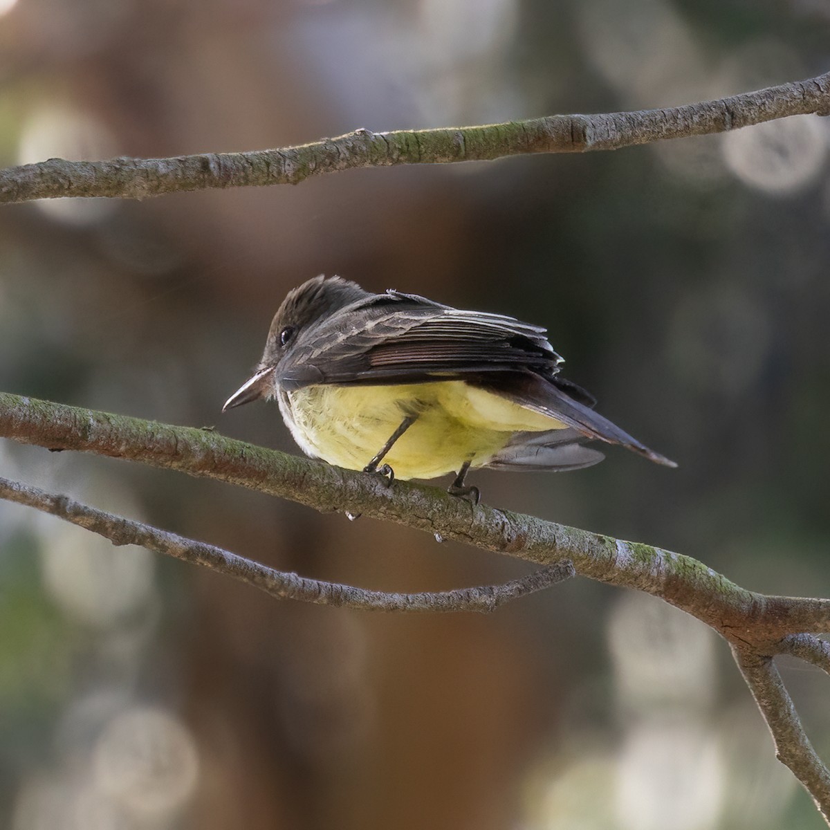 Great Crested Flycatcher - ML496488511