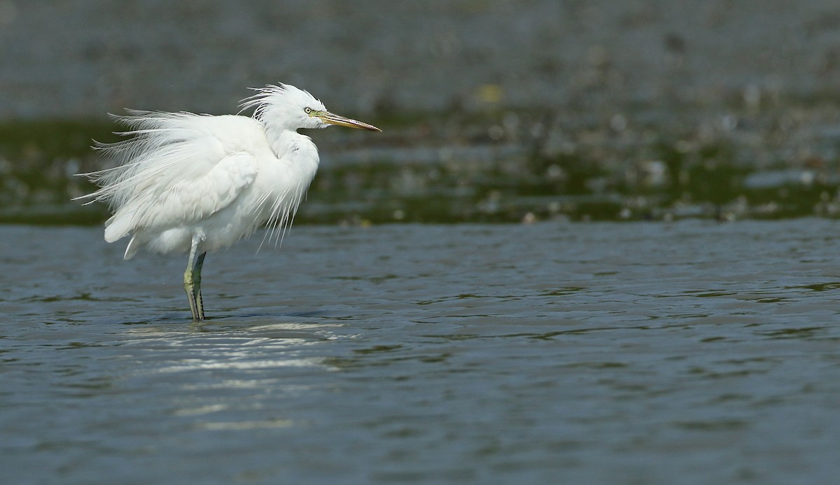 Chinese Egret - ML49648881