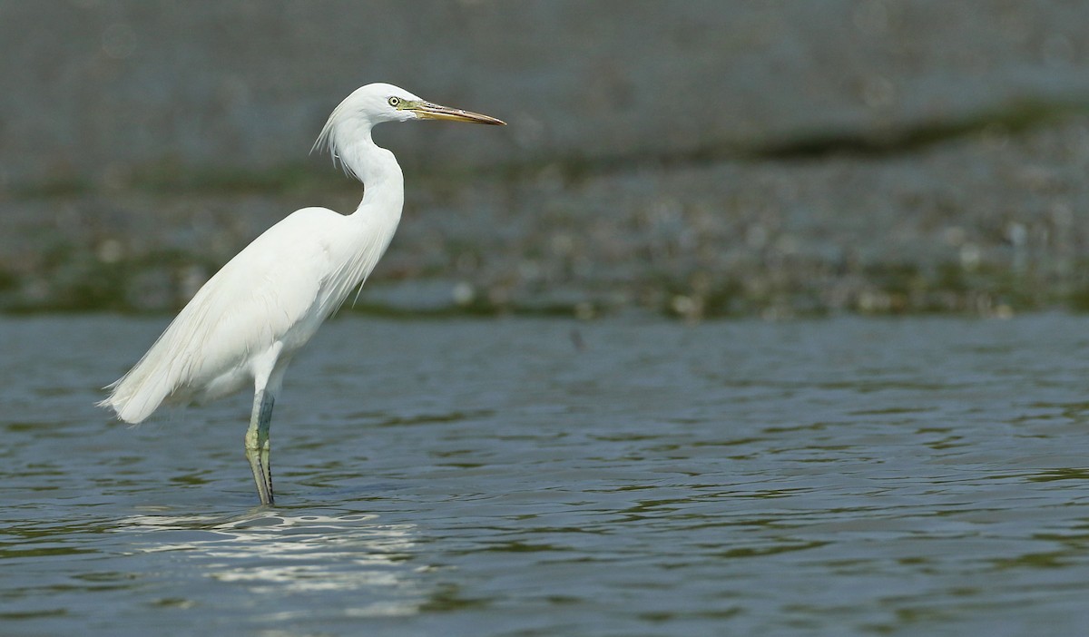 Chinese Egret - ML49648891