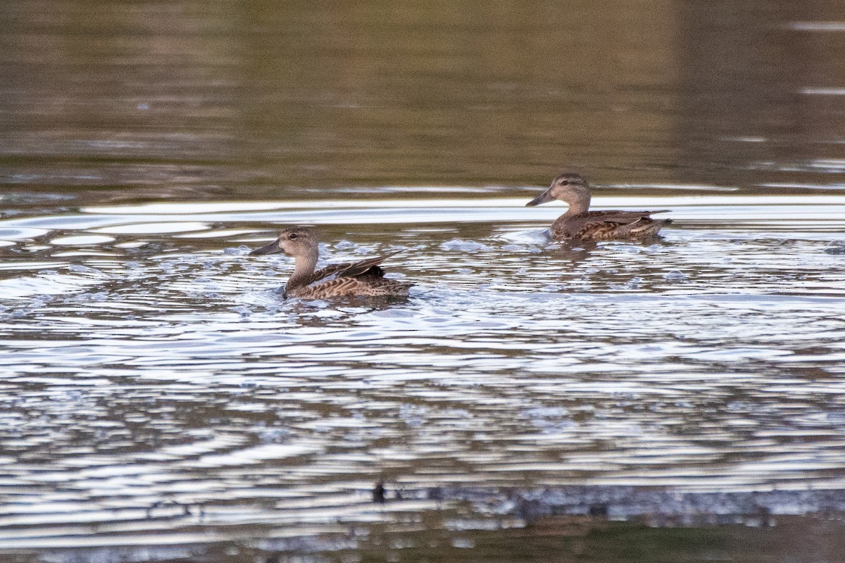 Blue-winged Teal - ML496491111