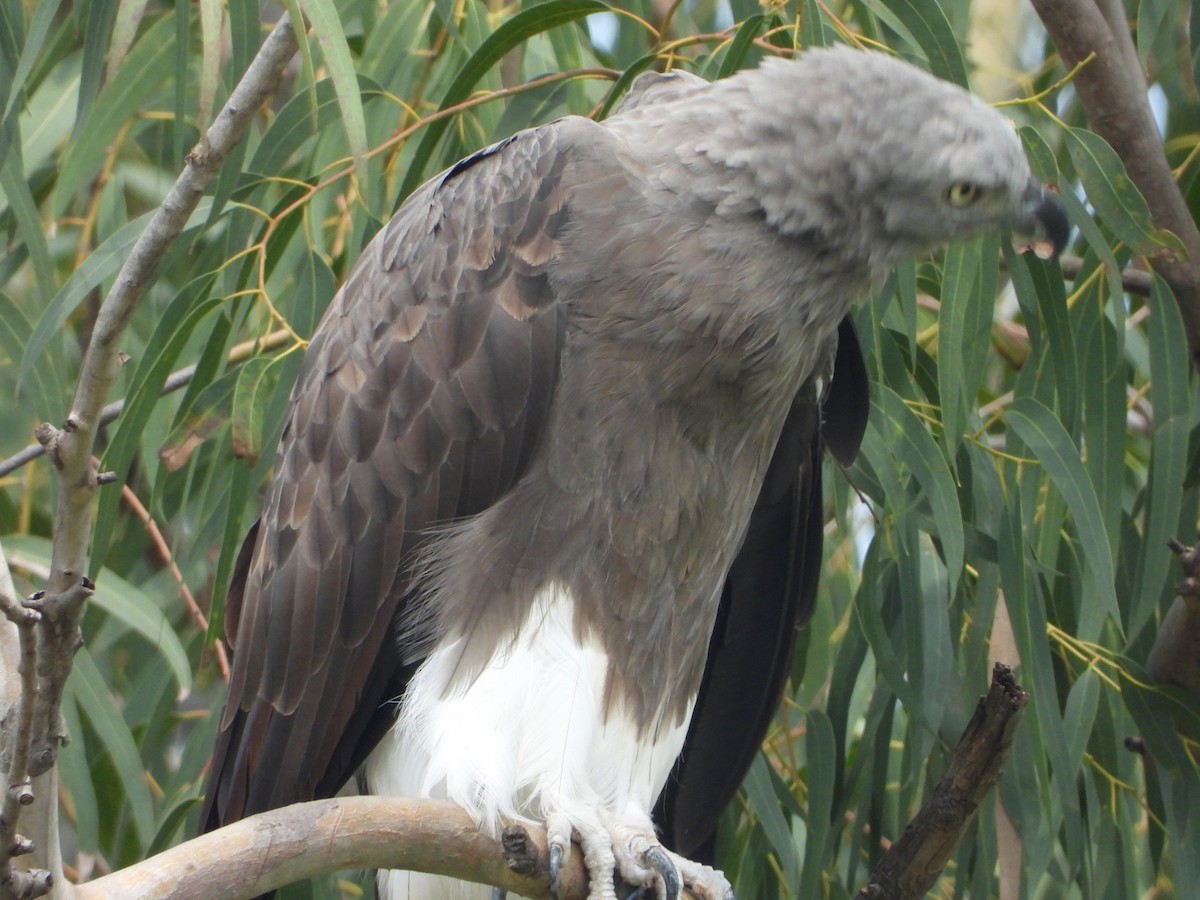 ML496495151 Lesser Fish-Eagle Macaulay Library