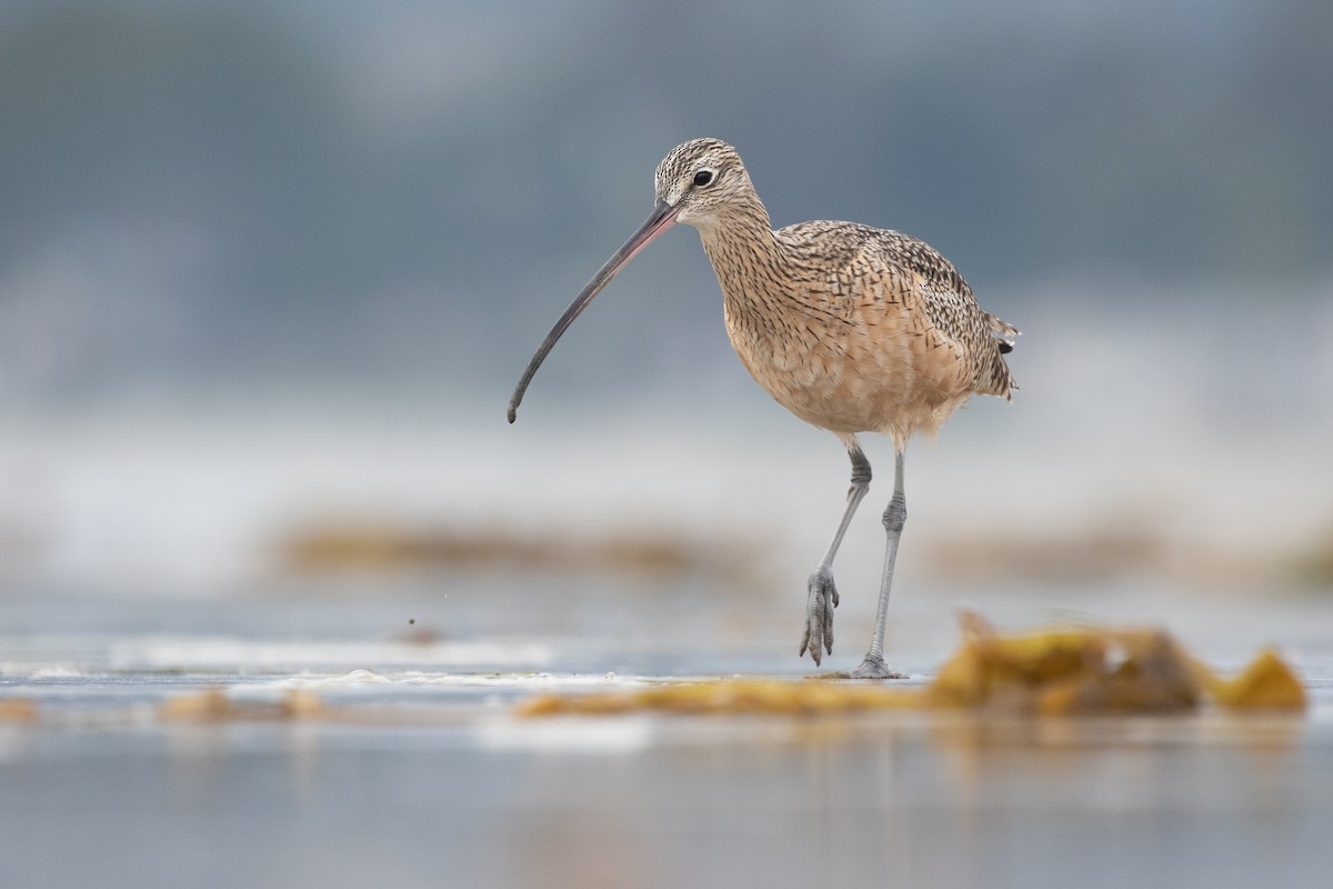 Long-billed Curlew - ML496501321